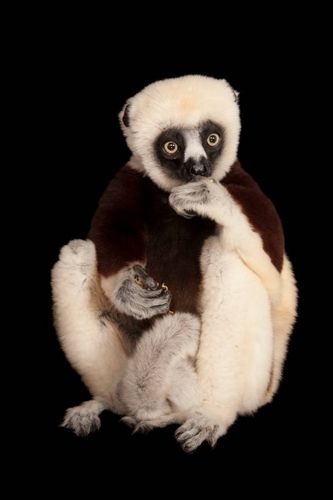 Coquerel's Sifaka — Joel Sartore — 2006