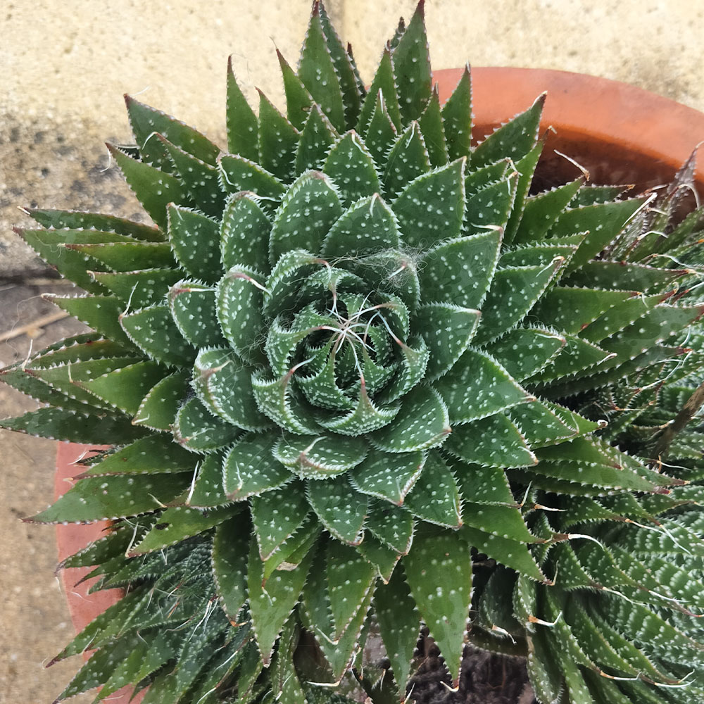 Aristolae aristata