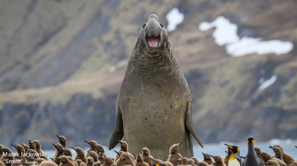https://www.nikon.fr/fr_FR/learn-and-explore/nikon-comedy-wildlife-photography-awards - Smile - Marek Jackowski